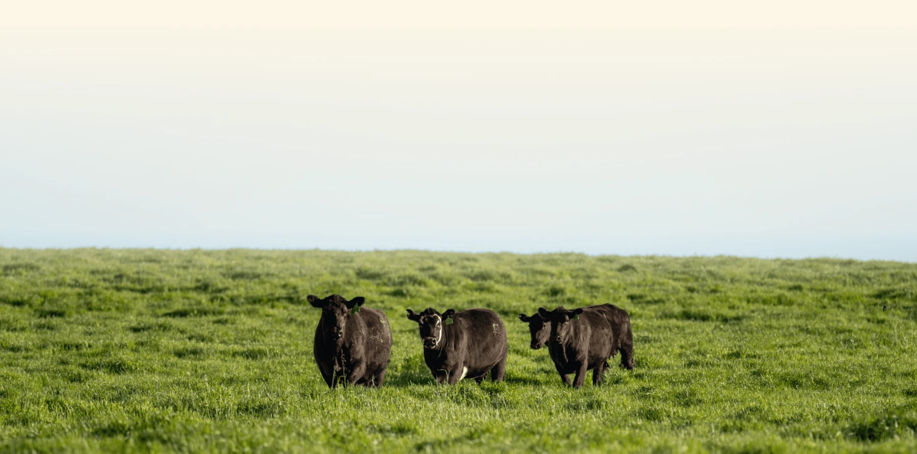 Cows grazing on green pasture